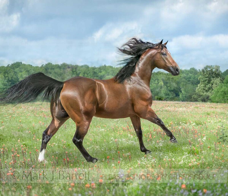 8741-25C(1).jpg :: 3 year old dark bay Quarter Horse stallion