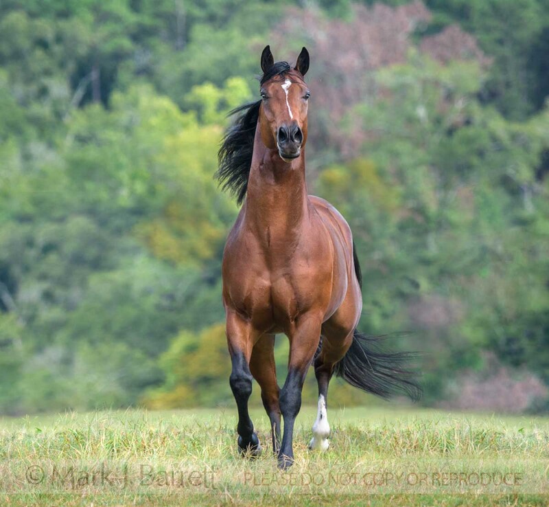 8741-32A(1).jpg :: 3 year old dark bay Quarter Horse stallion