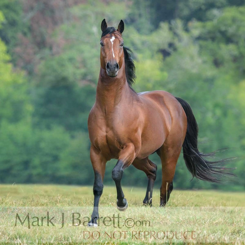 8741-37A(1).jpg :: 3 year old dark bay Quarter Horse stallion