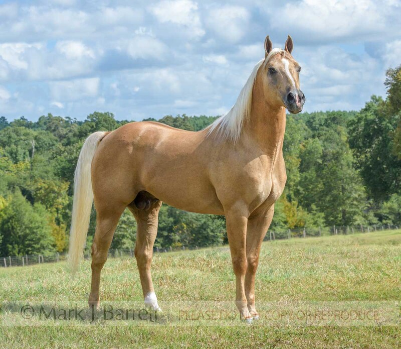 8742-16.jpg :: 11 year old palomino Quarter horse stallion