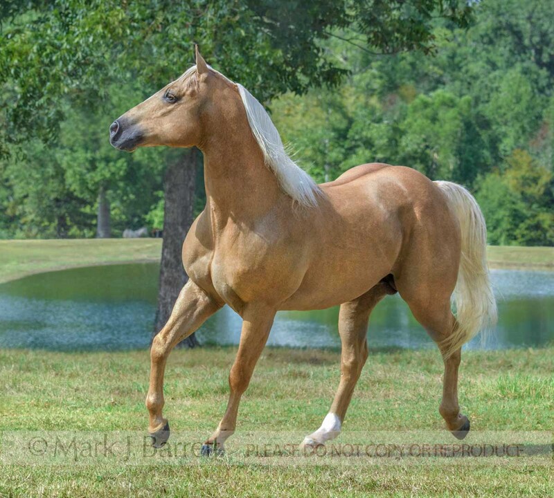 8742-34.jpg :: Quarter horse stallion