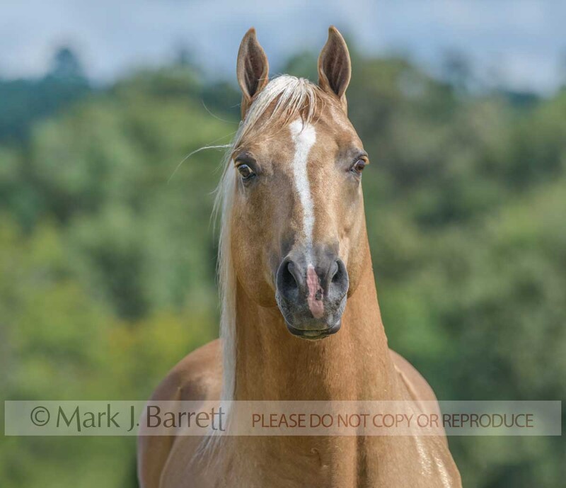 8742-45.jpg :: adult male palomino American Quarter horse stallion in field