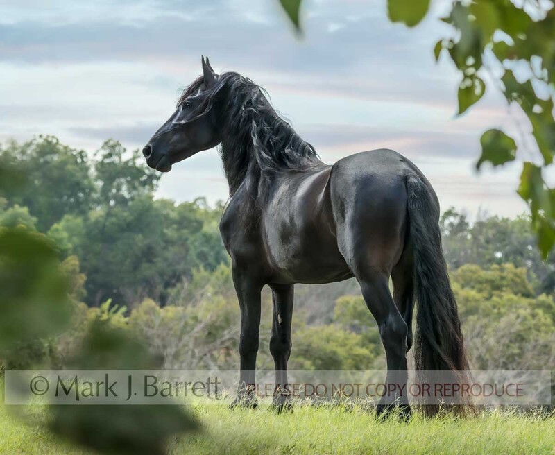8744-16A.jpg :: Friesian horse gelding
