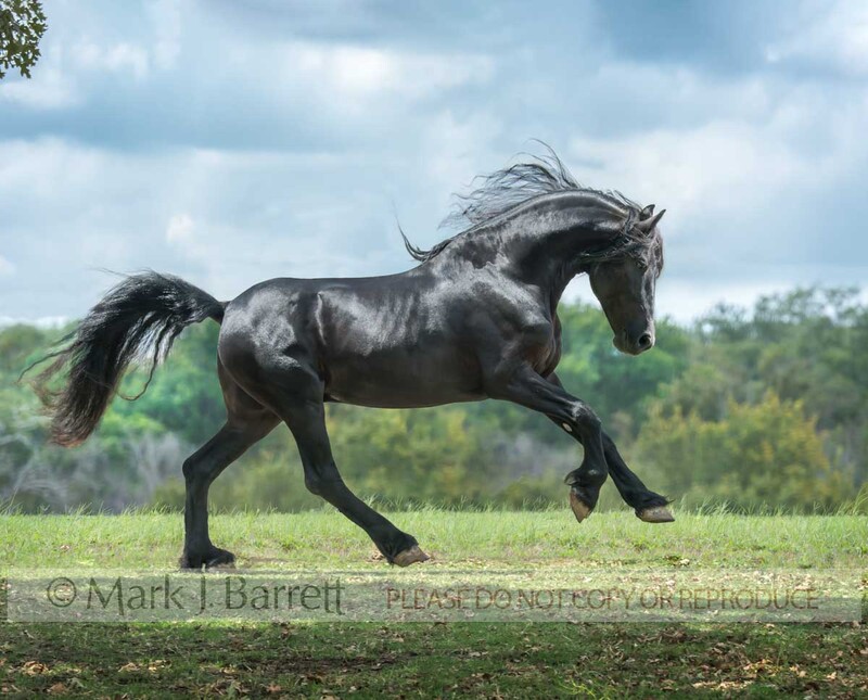 8744-20A.jpg :: adult male Friesian horse gelding runs across grass field on rise