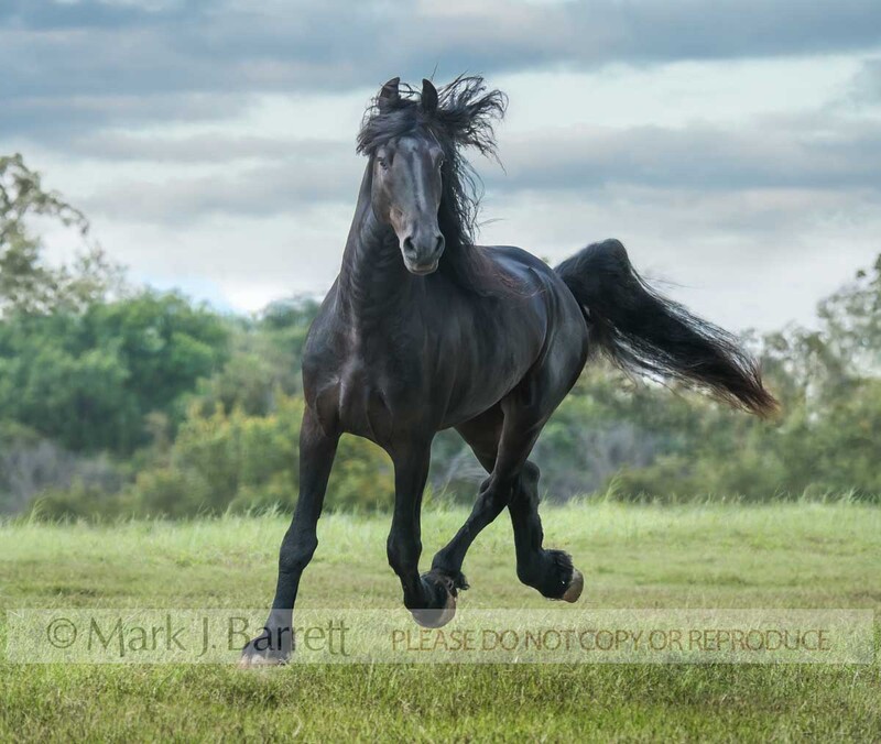 8744-22.jpg :: Friesian horse gelding