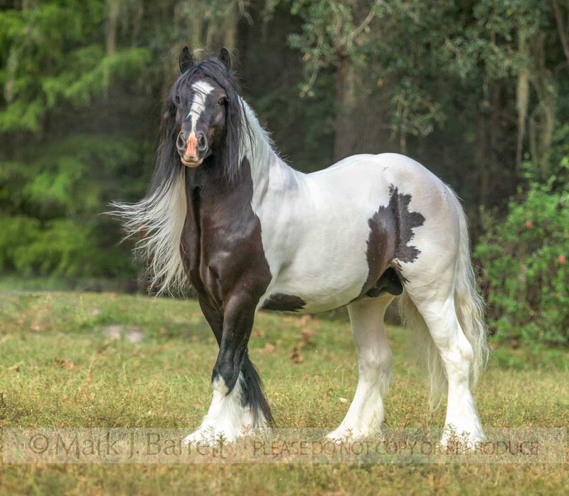 8745-11A(1).jpg :: Gypsy Vanner Horse stallion, 12 hands.