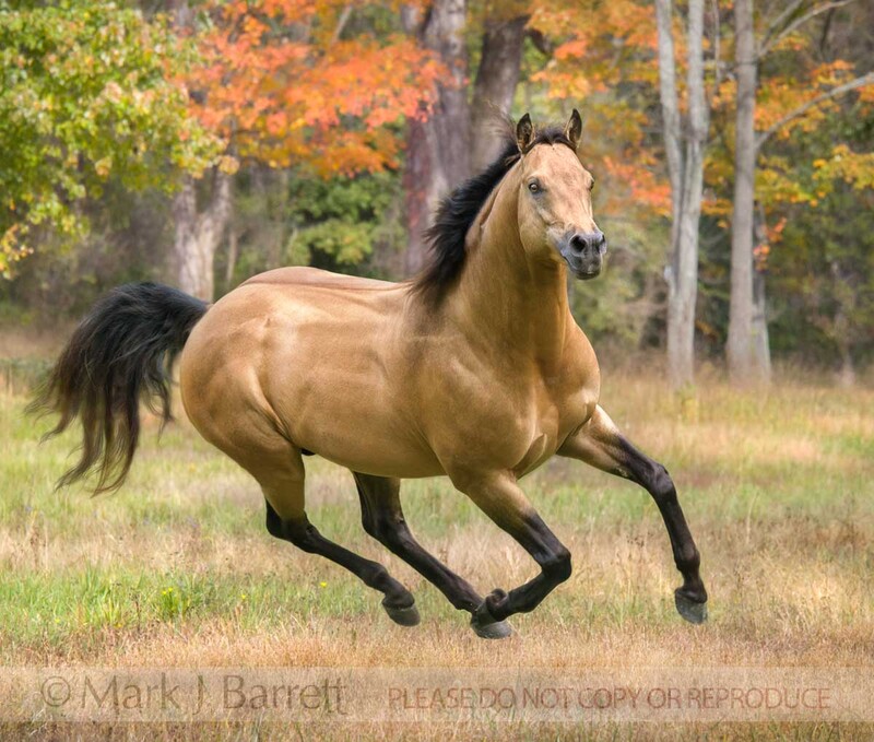 8746-16B(1).jpg :: Buckskin Quarter Horse stallion gallops across field