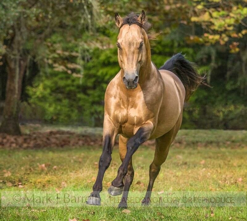 8746-22.jpg :: 9 year old grullo Quarter Horse stallion