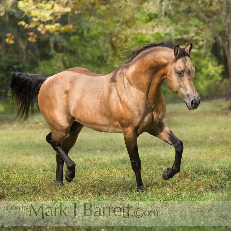 8746-25A(1).jpg :: 9 year old grullo Quarter Horse stallion