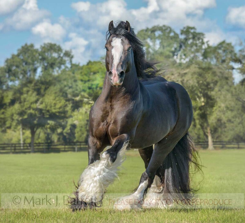 8748-20A(1).jpg :: Gypsy Vanner Horse stallion