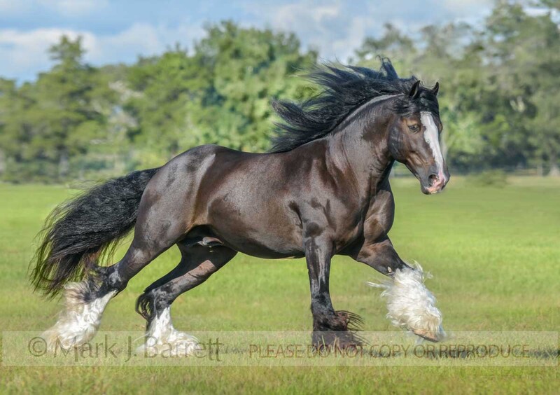 8748-9.jpg :: Gypsy Vanner Horse stallion