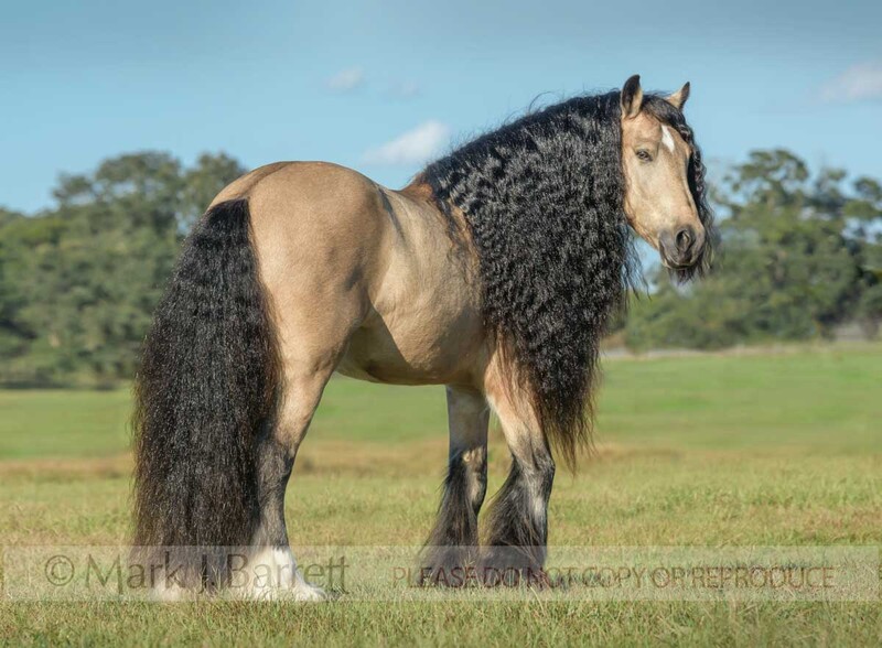 8749-02.jpg :: Gypsy Vanner Horse stallion