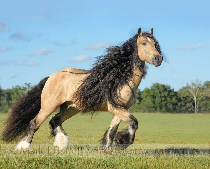 8749-11A.jpg :: Gypsy Vanner Horse stallion