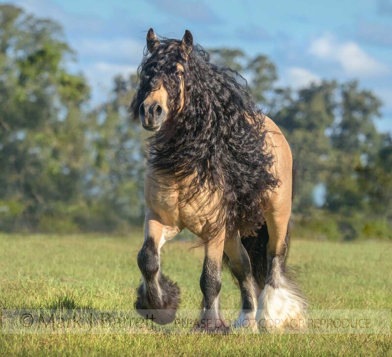 8749-15A.jpg :: Gypsy Vanner Horse stallion