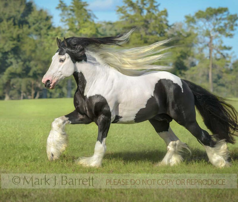 8751-35.jpg :: Gypsy Vanner horse stallion