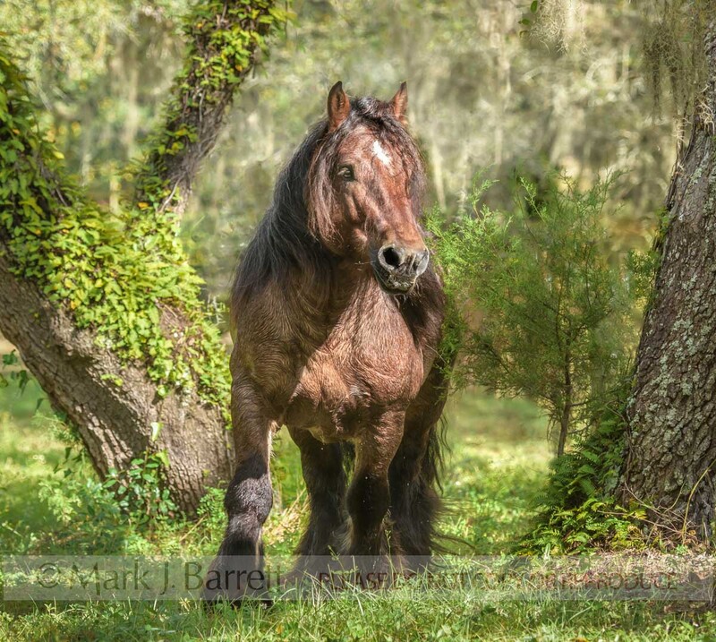 8752-14.jpg :: Ardennes stallion