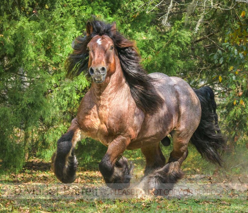 8752-18(1).jpg :: Ardennes stallion