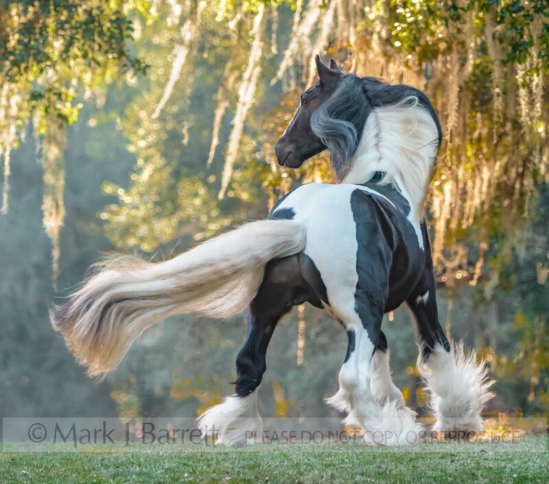 8755-23A.jpg :: adult male Gypsy Vanner Horse stallion  on grass lawn with autumn foliage