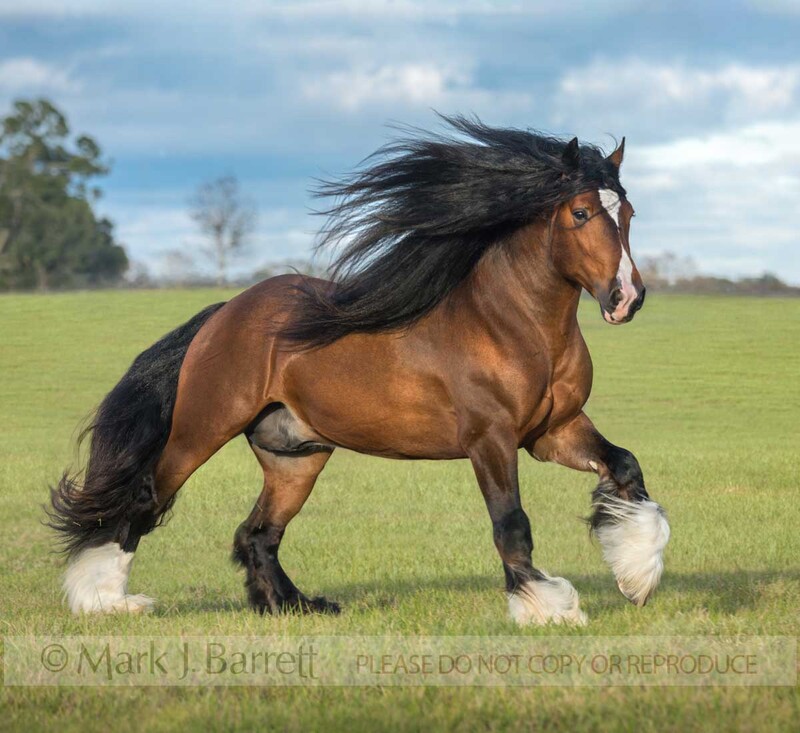 8756-15A.jpg :: Adult male Gypsy Vanner Horse stallion running across green grass field with sky
