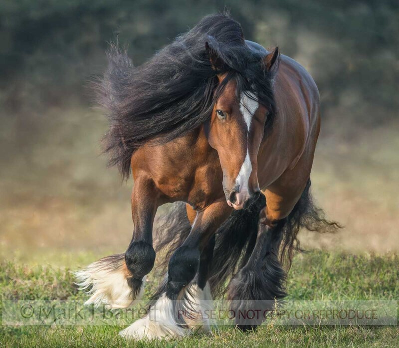 8756-36A.jpg :: adult male Gypsy Vanner Horse stallion trots head on with bowed head