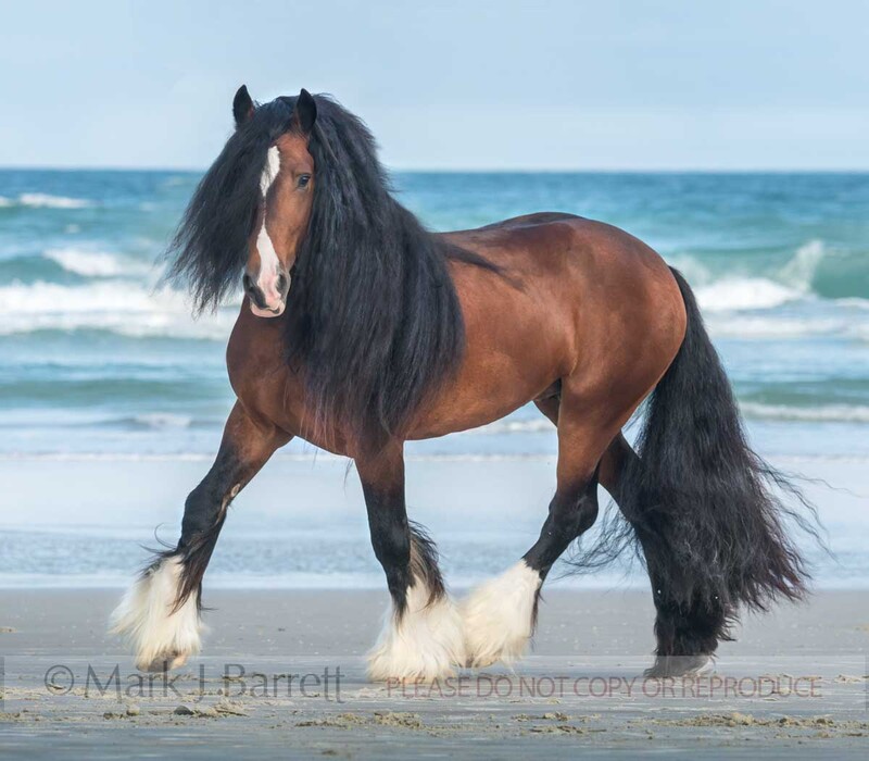 8757-8A.jpg :: adult male Gypsy Vanner Horse stallion trots along ocean beach