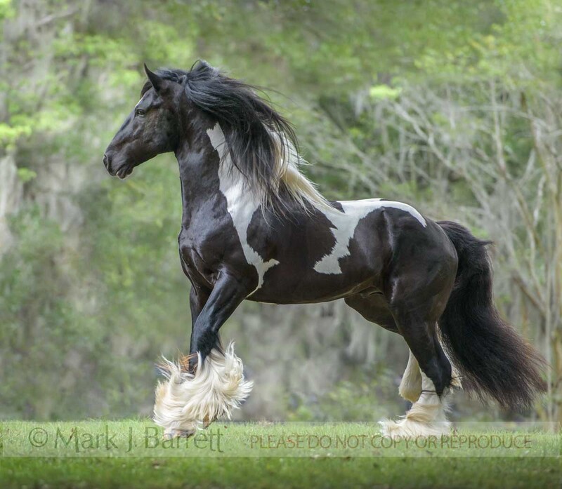 8760-30(1).jpg :: adult male Gypsy Vanner Horse stallion runs in grass field