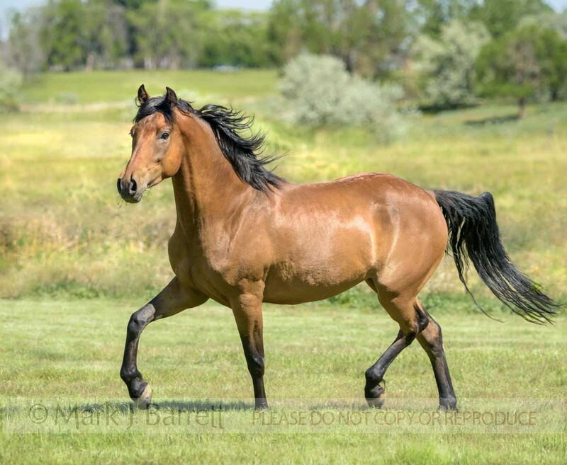 8763-22.jpg :: Morgan horse gelding trots in open pasture