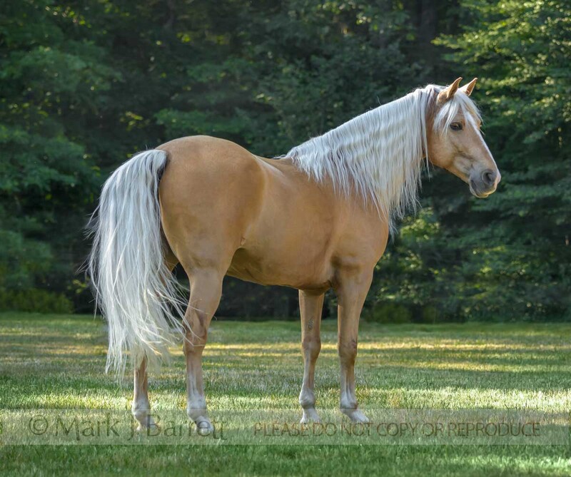 8766-11.jpg :: 7 year old dark palomino Tennessee walking Horse gelding