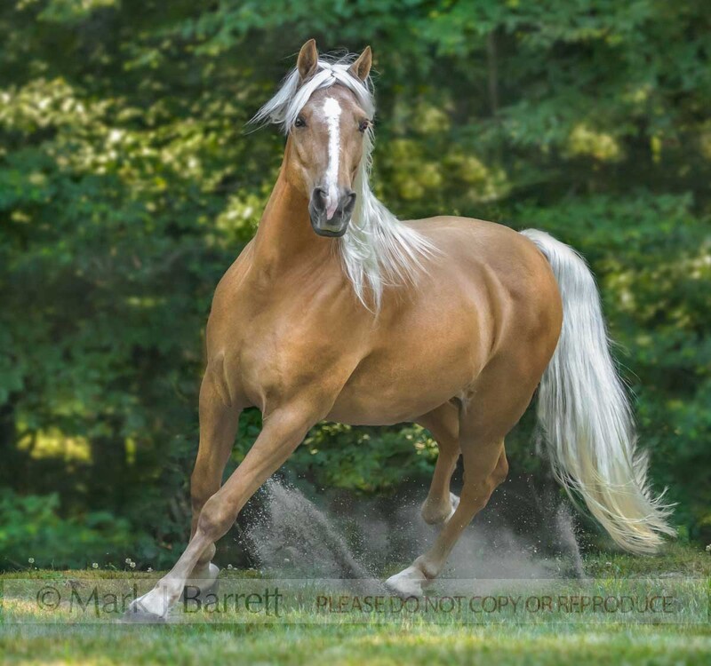 8766-42A.jpg :: 7 year old dark palomino Tennessee walking Horse gelding