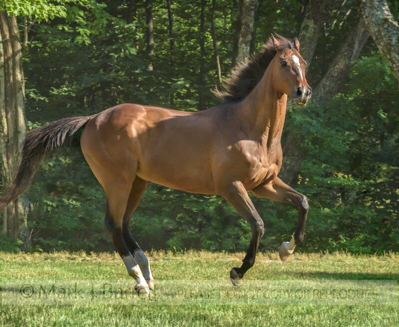8766-77.jpg :: 15 year old Thoroughbred horse gelding