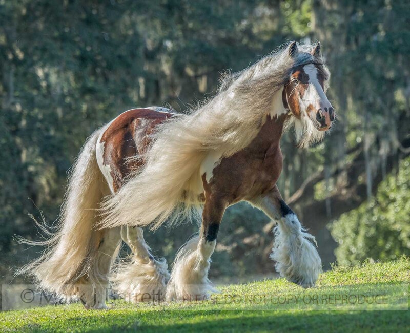 8767-38A.jpg :: Gypsy Vanner Horse stallion, 7 year old