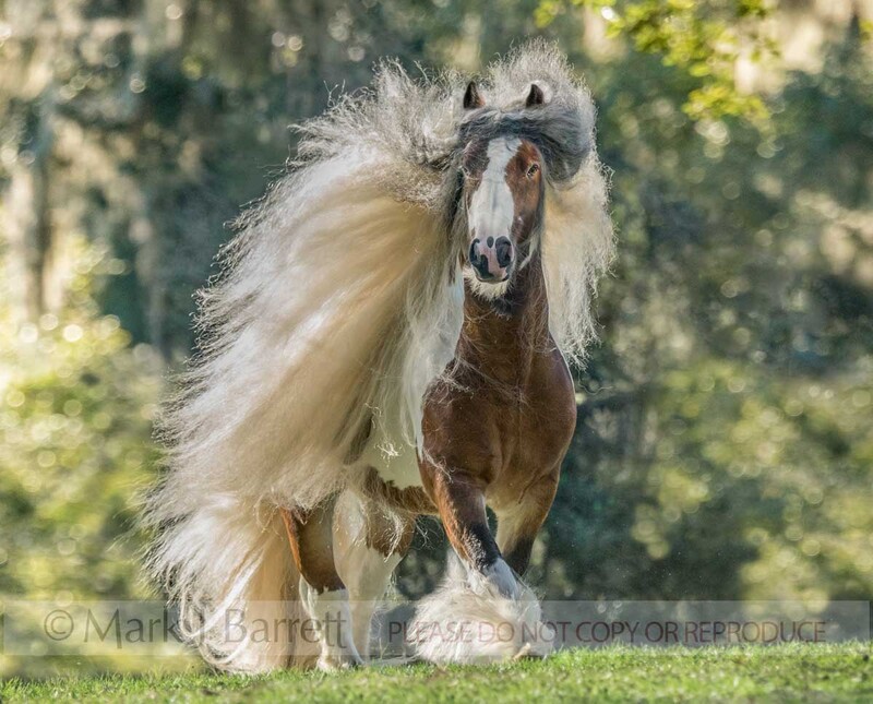 8767-44B.jpg :: Gypsy Vanner Horse stallion, 7 year old