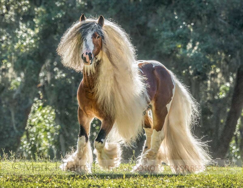 8767-51A.jpg :: Gypsy Vanner Horse stallion, 7 year old