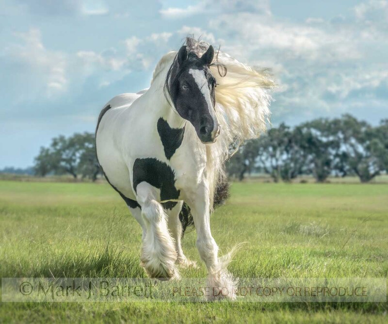 8768-26(1).jpg :: Gypsy Vanner Horse gelding