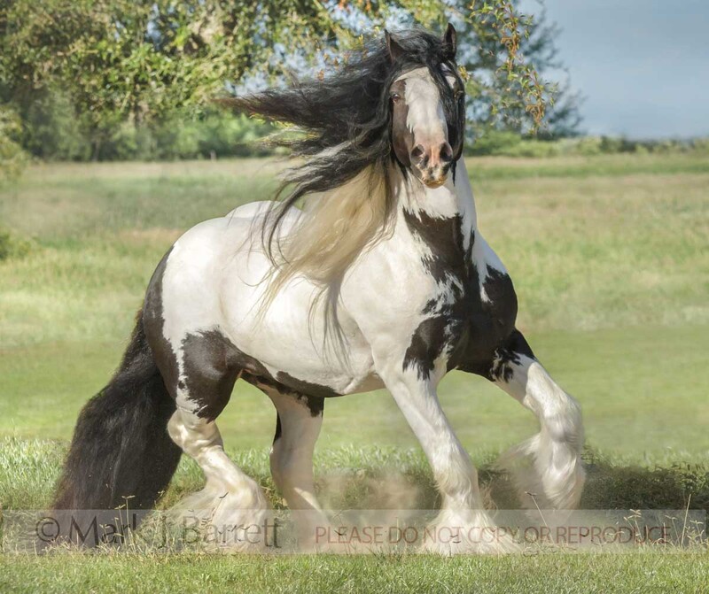 8769-23(2).jpg :: Gypsy Vanner Horse stallion, 9 year old