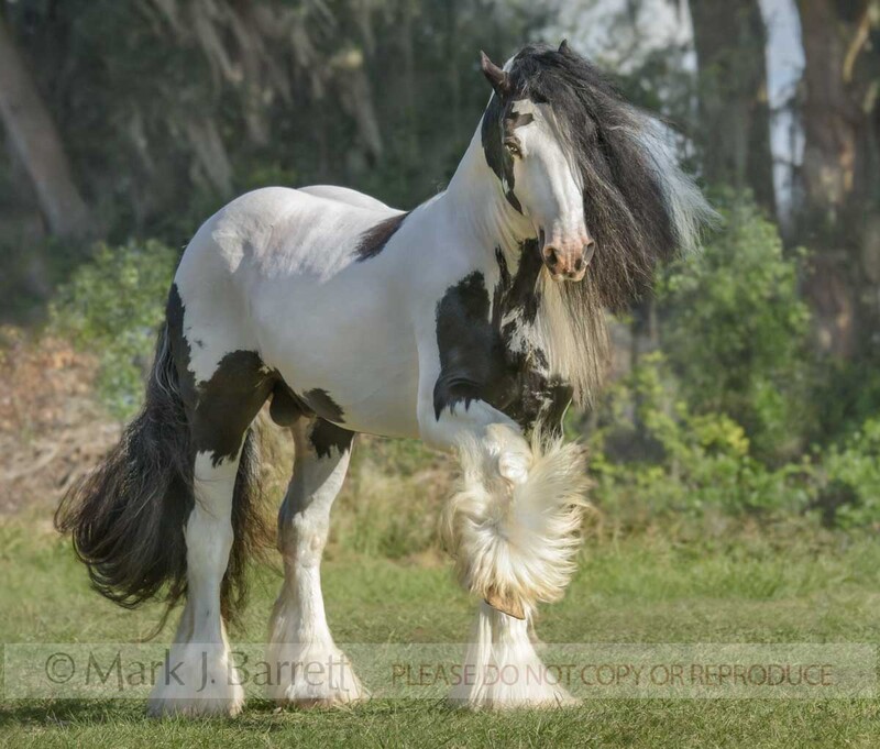 8769-8A.jpg :: Gypsy Vanner Horse stallion, 9 year old
