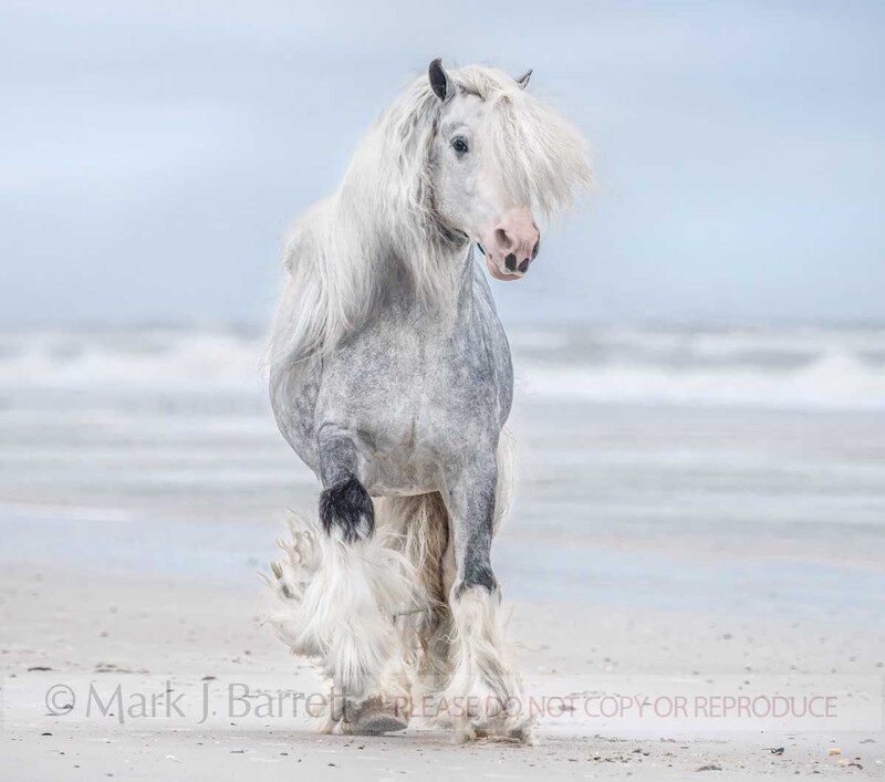 8773-38A.jpg :: adult male Gypsy Vanner Horse stallion runs on misty ocean beach shore