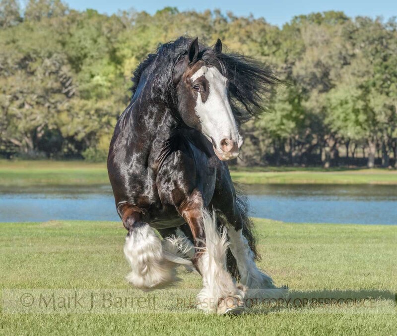 8776-23A.jpg :: Gypsy Vanner Horse gelding RUNS TOWARD US