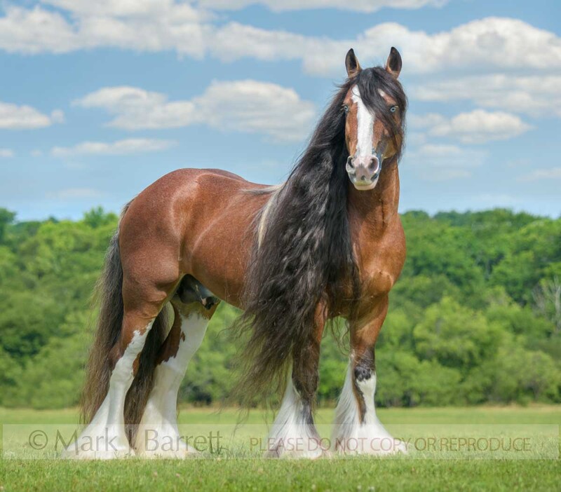 8779-03A(1).jpg :: Gypsy Vannert Horse stallion with extreme mane stands posed on rise