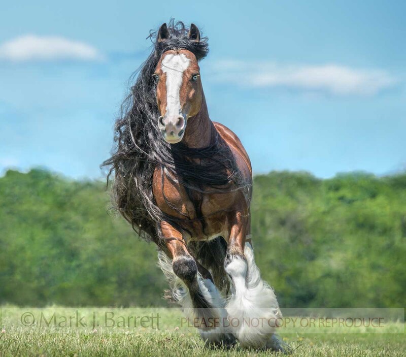 8779-25A(1).jpg :: adult male Gypsy Vanner Horse stallion  with long hair runs toward us in green field