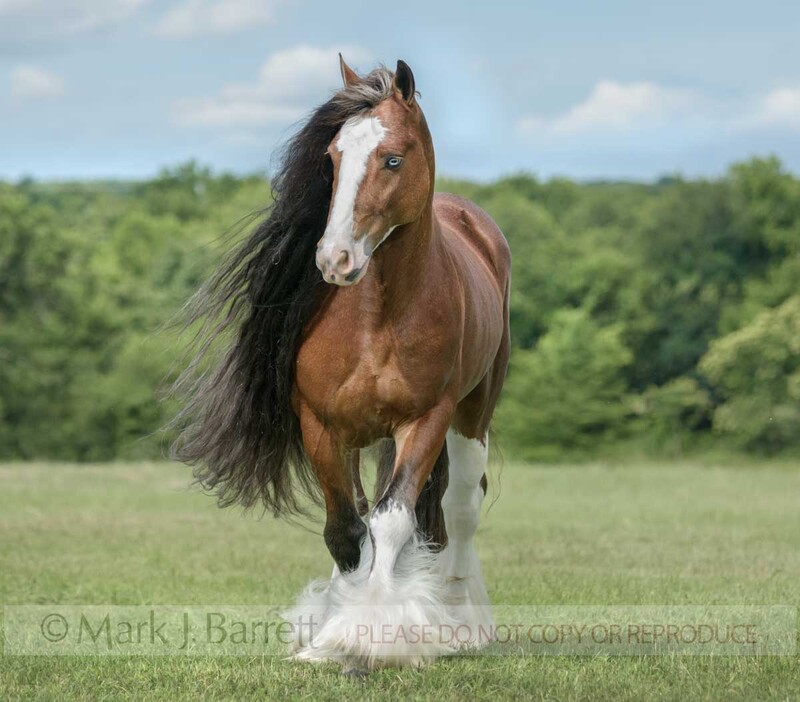 8779-28(1).jpg :: Gypsy Vannert Horse stallion