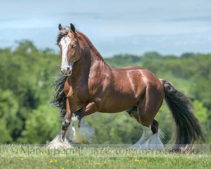 8779-39A.jpg :: Gypsy Vannert Horse stallion