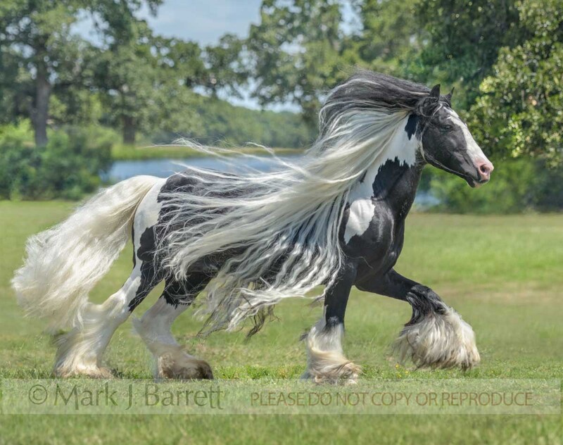 8780-22B(1).jpg :: adult male Gypsy Vannert Horse stallion rund in paddock with extreme white mane and tail flying