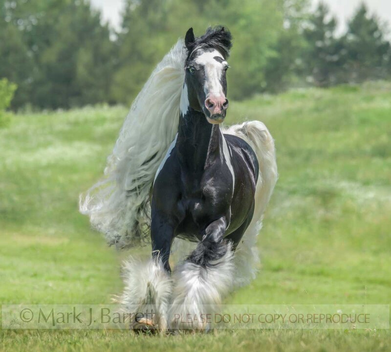 8780-31B(1).jpg :: Gypsy Vannert Horse stallion