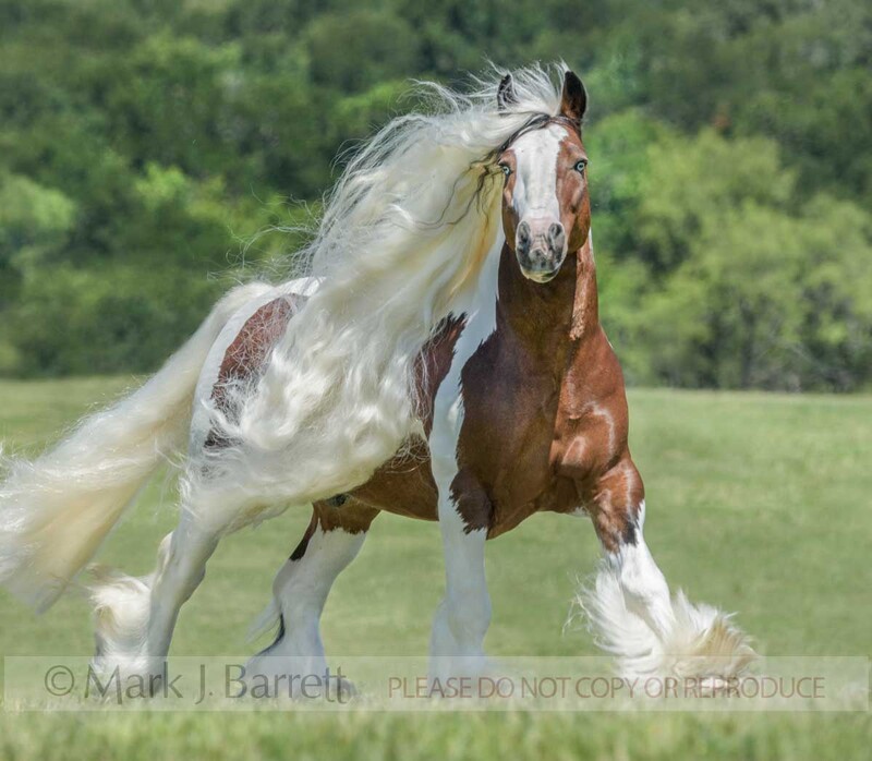 8781-17(1).jpg :: adult male Gypsy Vanner Horse stallion with extreme long white  mane and tail runs in green field