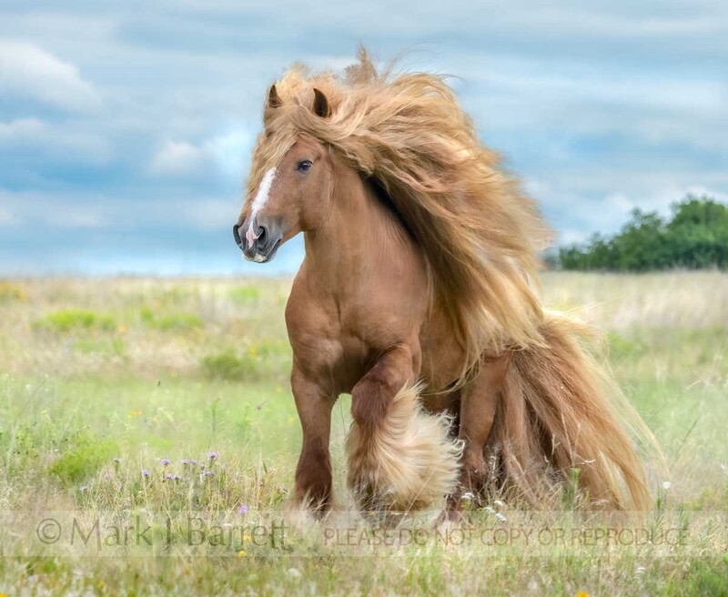 8783-20B(2).jpg :: Gypsy Vanner Horse stallion runs across meadow