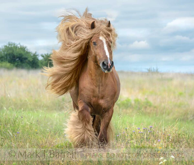 8783-25A(1).jpg :: Gypsy Vanner Horse stallion runs across meadow