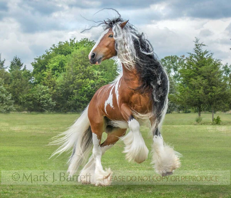 8784-12(2).jpg :: Gypsy Vannert Horse stallion