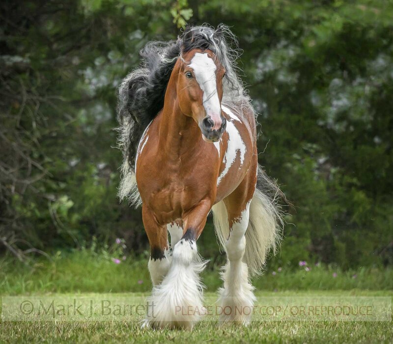 8784-14(3).jpg :: Gypsy Vannert Horse stallion