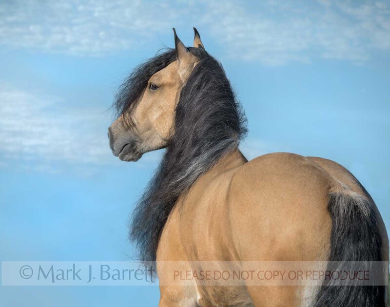 8790-35A(1).jpg :: adult male Gypsy Vanner Horse gelding head portrait against blue sky